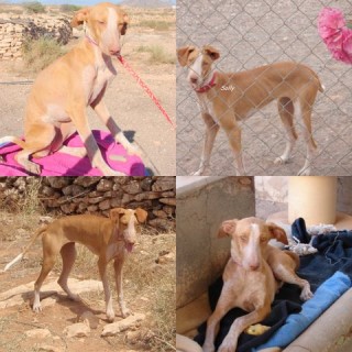 solly c2 1384-118-17